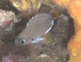 ภาพ ปลาสลิดหินเขียวเทา (Chromis axillaris)