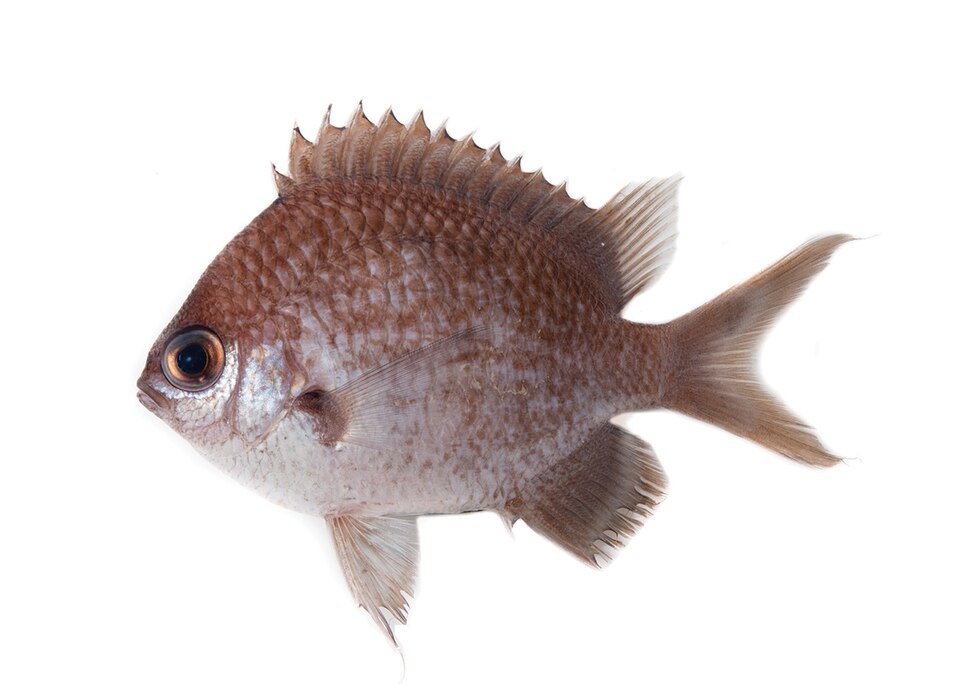 ภาพ ปลาสลิดหินเขียว bowesi (Chromis bowesi)