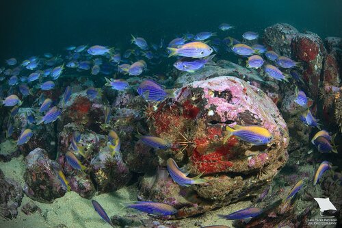 ภาพ ปลาสลิดหินเขียวแอฟริกาน้ำเงิน (Chromis cadenati)