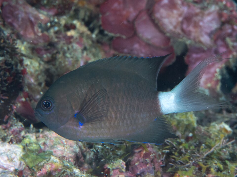 ภาพ ปลาสลิดหินเขียวน้ำเงิน (Chromis caudalis)