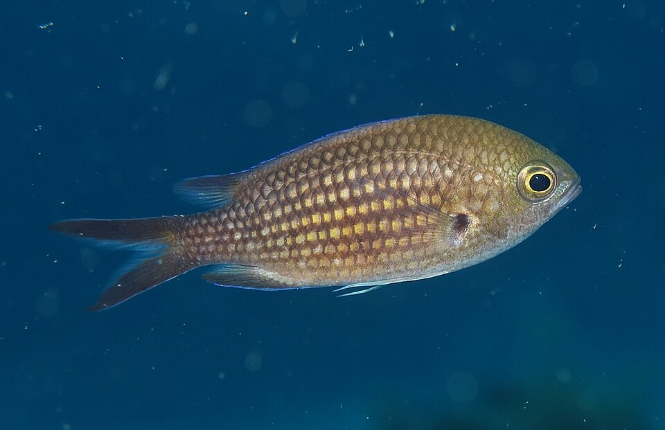 ภาพ ปลาสลิดหินเขียวน้ำตาล (Chromis chromis)