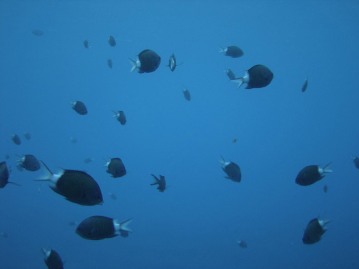 ภาพ ปลาสลิดหินเขียว chrysura (Chromis chrysura)
