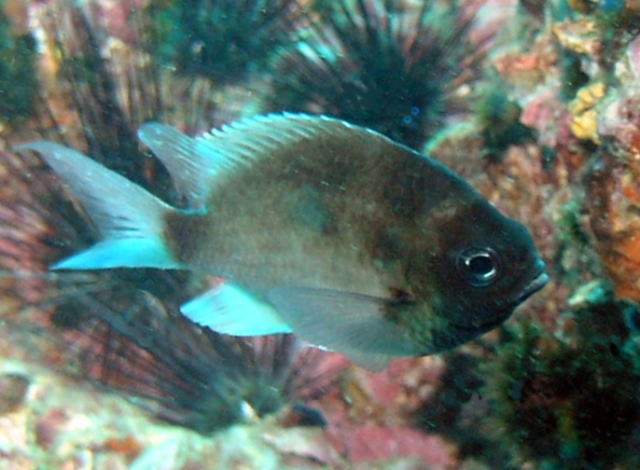 ภาพ ปลาสลิดหินสีน้ำตาล (Chromis cinerascens)