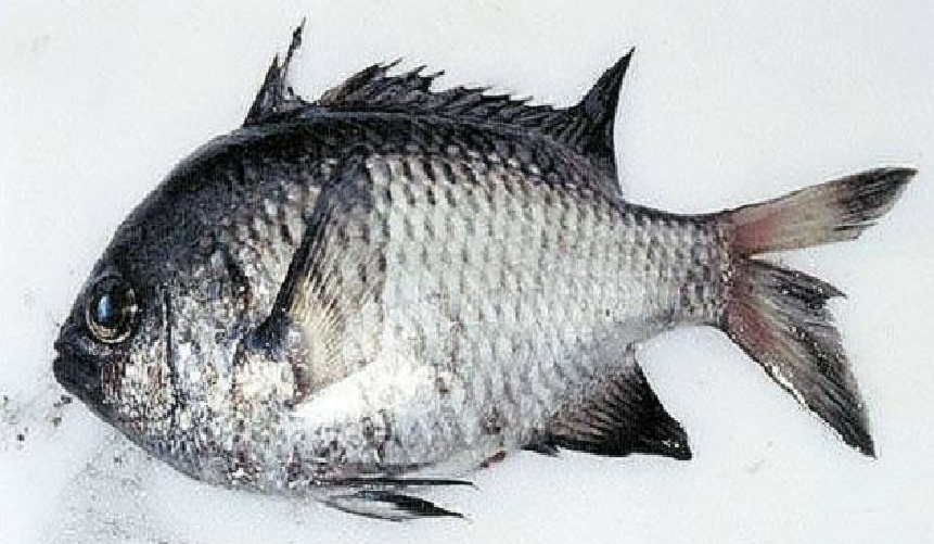 ภาพ ปลาสลิดหินเขียว crusma (Chromis crusma)