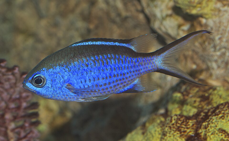 ภาพ ปลาสลิดหินเขียวน้ำเงิน (Chromis cyanea)