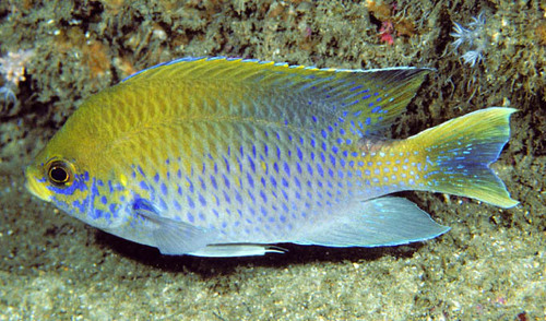ภาพ ปลาสลิดหินเขียวจุดฟ้า (Chromis dasygenys)