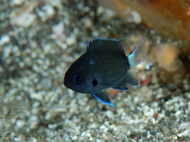ภาพ ปลาสลิดหินเขียวน้ำลึกแนวปะการัง (Chromis delta)