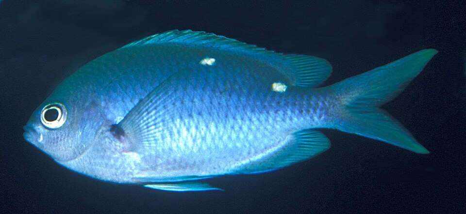 ภาพ ปลาสลิดหินเขียว dispilus (Chromis dispilus)