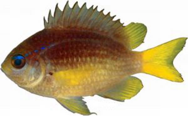 ภาพ ปลาสลิดหินเขียวหางเหลือง (Chromis enchrysura)