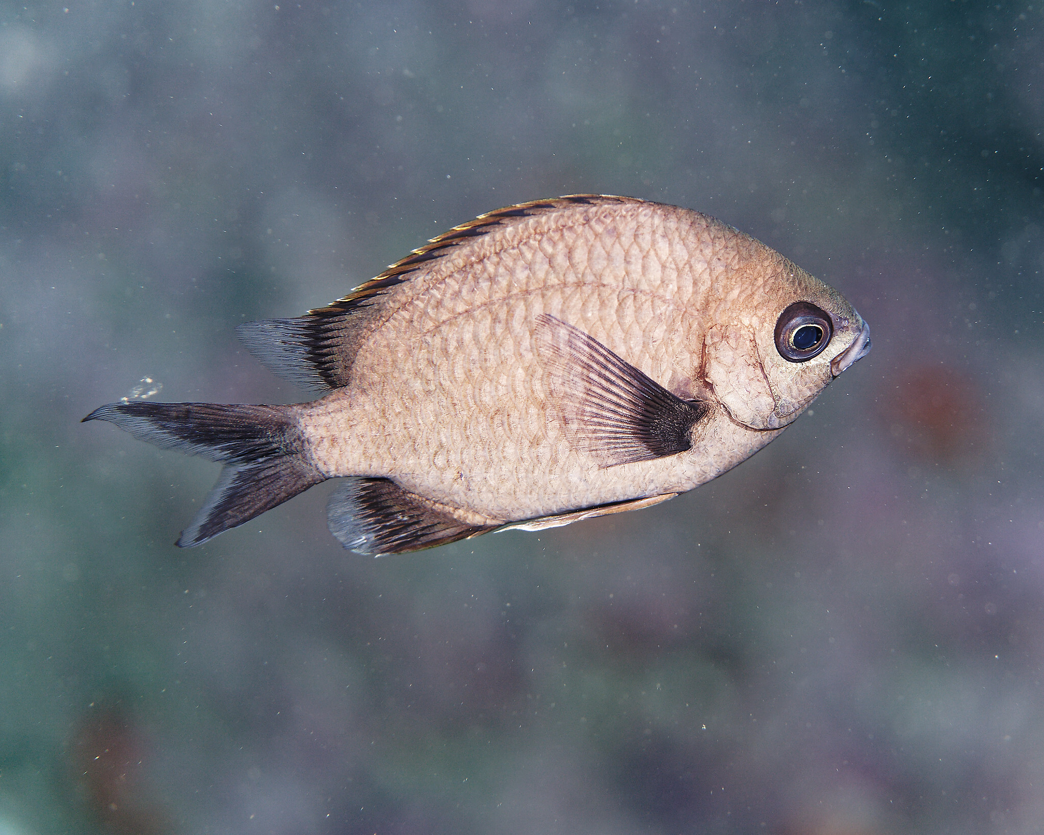 ภาพ ปลาสลิดหินเขียวเหลืองมะนาว (Chromis flavapicis)