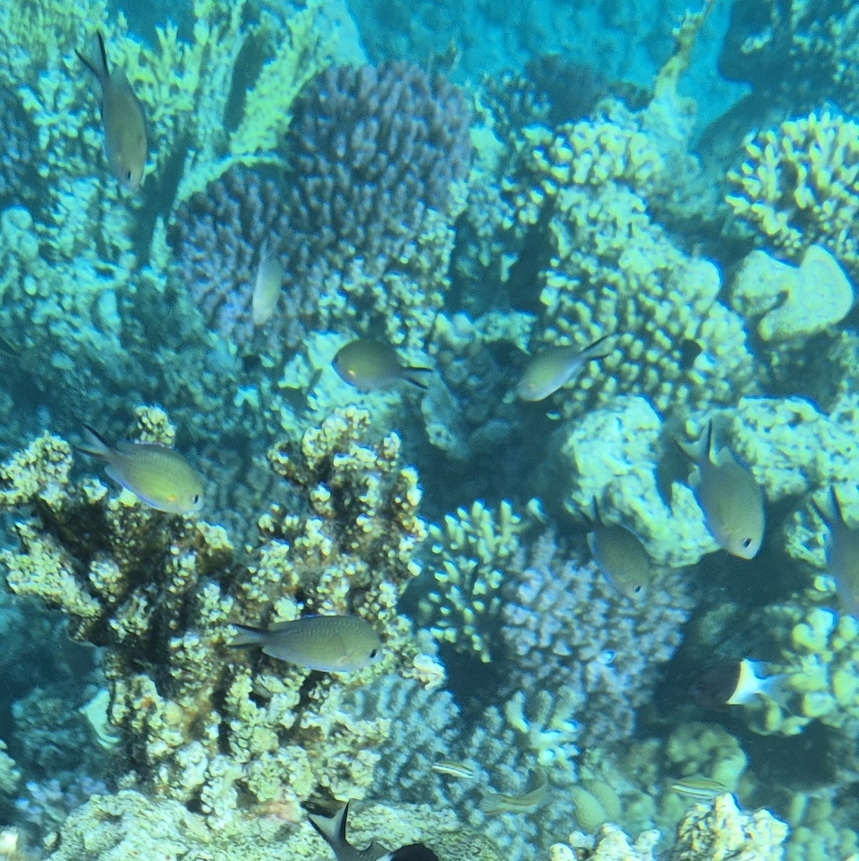 ภาพ ปลาสลิดหินเขียวอาระเบีย (Chromis flavaxilla)
