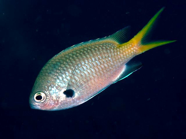 ภาพ ปลาสลิดหินเขียว flavomaculata (Chromis flavomaculata)