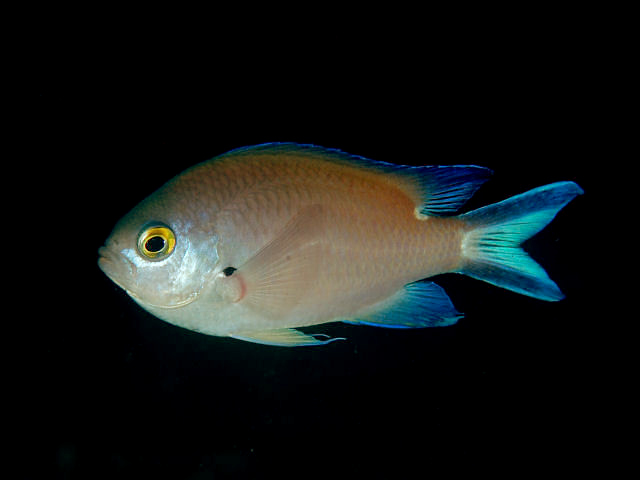 ภาพ ปลาสลิดหินเขียว fumea (Chromis fumea)