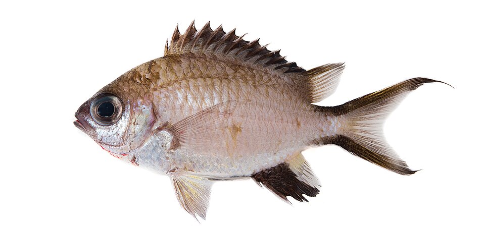 ภาพ ปลาสลิดหินเขียว gunting (Chromis gunting)