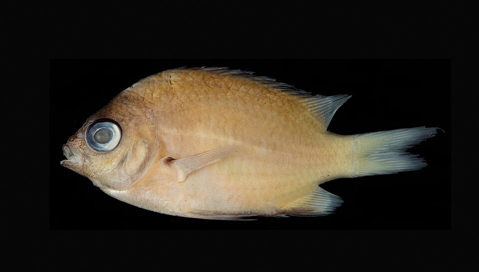 ภาพ ปลาสลิดหินเขียวเข้ม (Chromis hangganan)