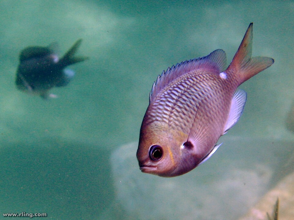 ภาพ ปลาสลิดหินเขียวจุด (Chromis hypsilepis)