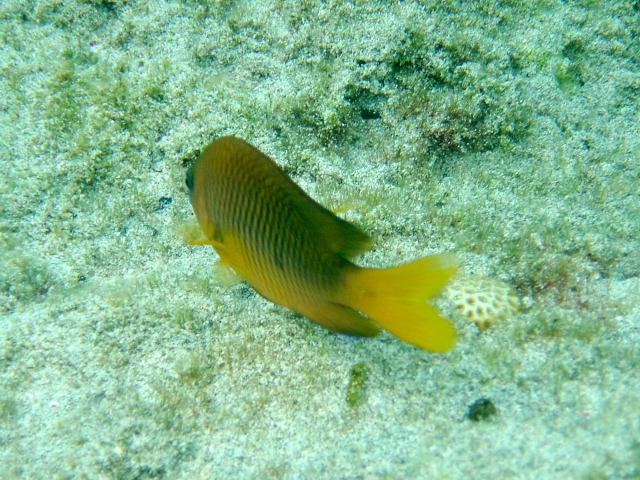 ภาพ ปลาสลิดหินเขียวเขียวมะกอก (Chromis insolata)