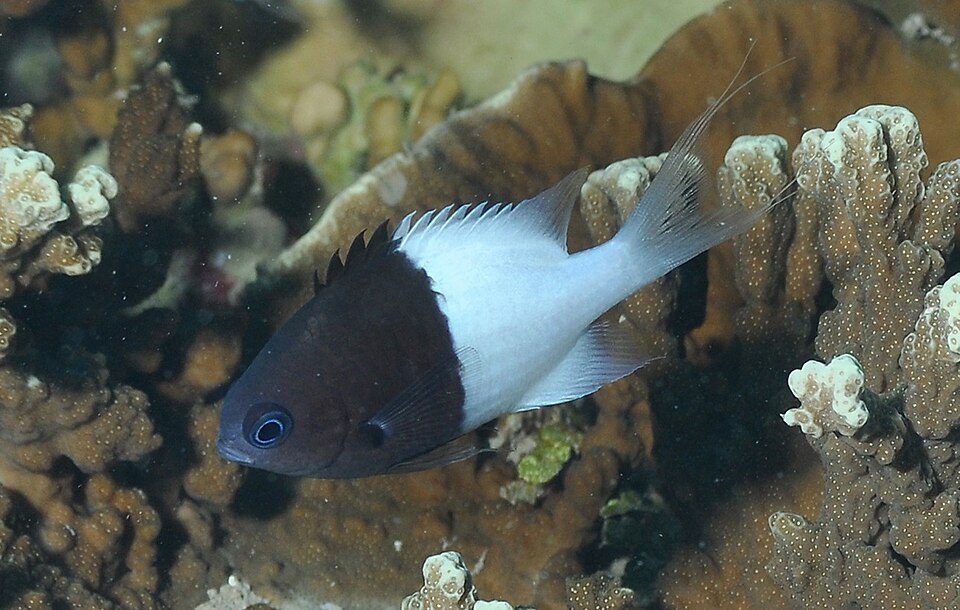 ภาพ ปลาสลิดหินเขียวครึ่ง (Chromis iomelas)