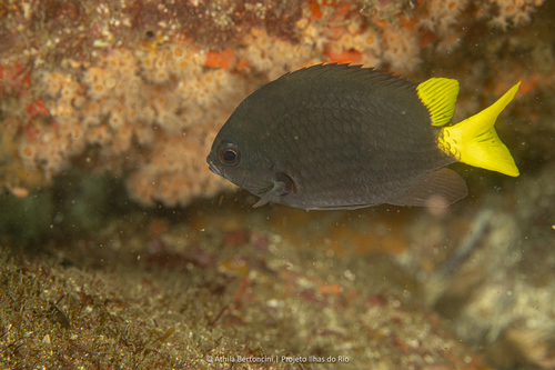 ภาพ ปลาสลิดหินเขียว jubauna (Chromis jubauna)