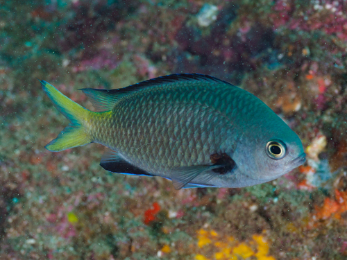 ภาพ ปลาสลิดหินเขียวแนวปะการัง (Chromis kennensis)