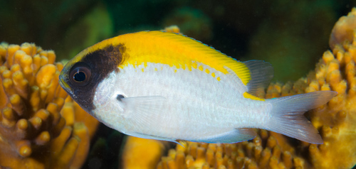 ภาพ ปลาสลิดหินเขียวดำ (Chromis klunzingeri)