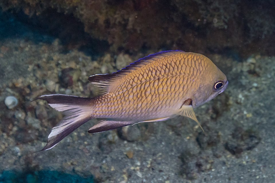 ภาพ ปลาสลิดหินเขียว limbata (Chromis limbata)