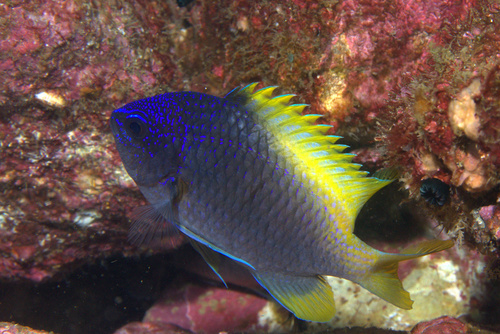 ภาพ ปลาสลิดหินเขียวน้ำเงิน (Chromis limbaughi)
