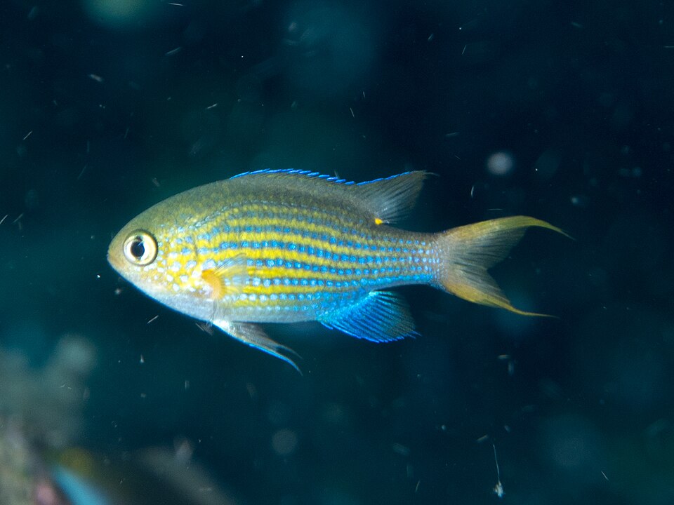 ภาพ ปลาสลิดหินเขียวลายเส้น (Chromis lineata)
