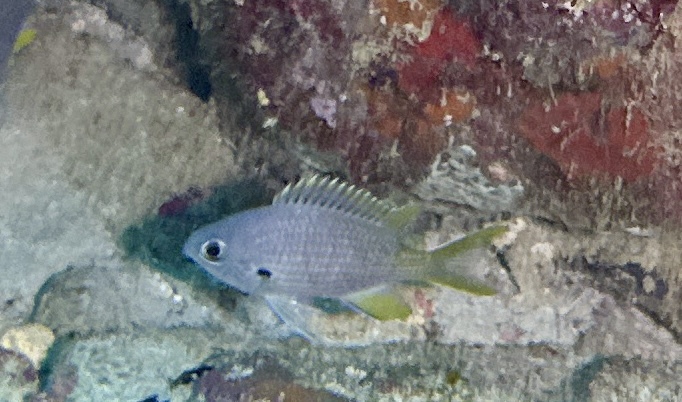 ภาพ ปลาสลิดหินเขียว lubbocki (Chromis lubbocki)