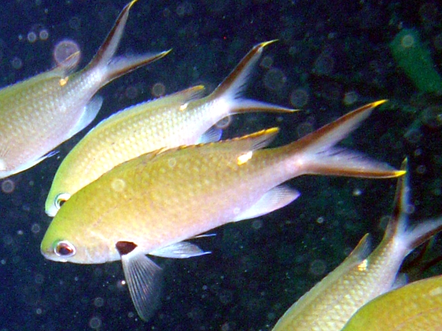 ภาพ ปลาสลิดหินเขียวน้ำตาล (Chromis multilineata)