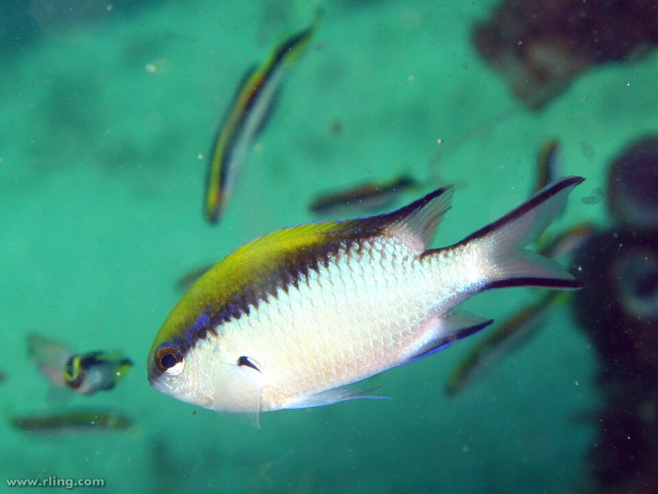 ภาพ ปลาสลิดหินเขียวแนวปะการัง (Chromis nitida)