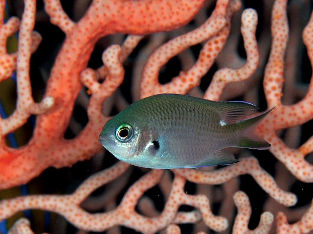 ภาพ ปลาสลิดหินเขียวจุด (Chromis notata)