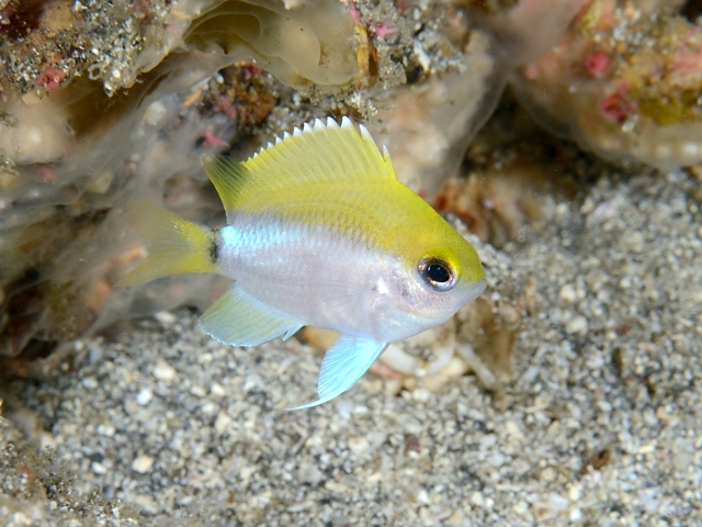 ภาพ ปลาสลิดหินเขียว okamurai (Chromis okamurai)