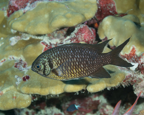 ภาพ ปลาสลิดหินฟ้า (Chromis opercularis)