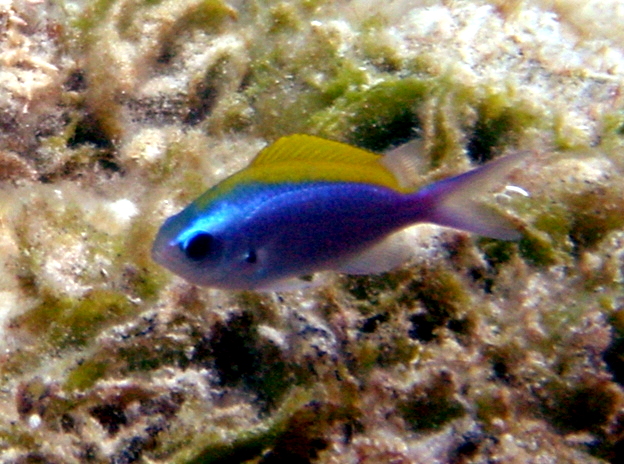 ภาพ ปลาสลิดหินเขียวน้ำเงิน (Chromis ovalis)