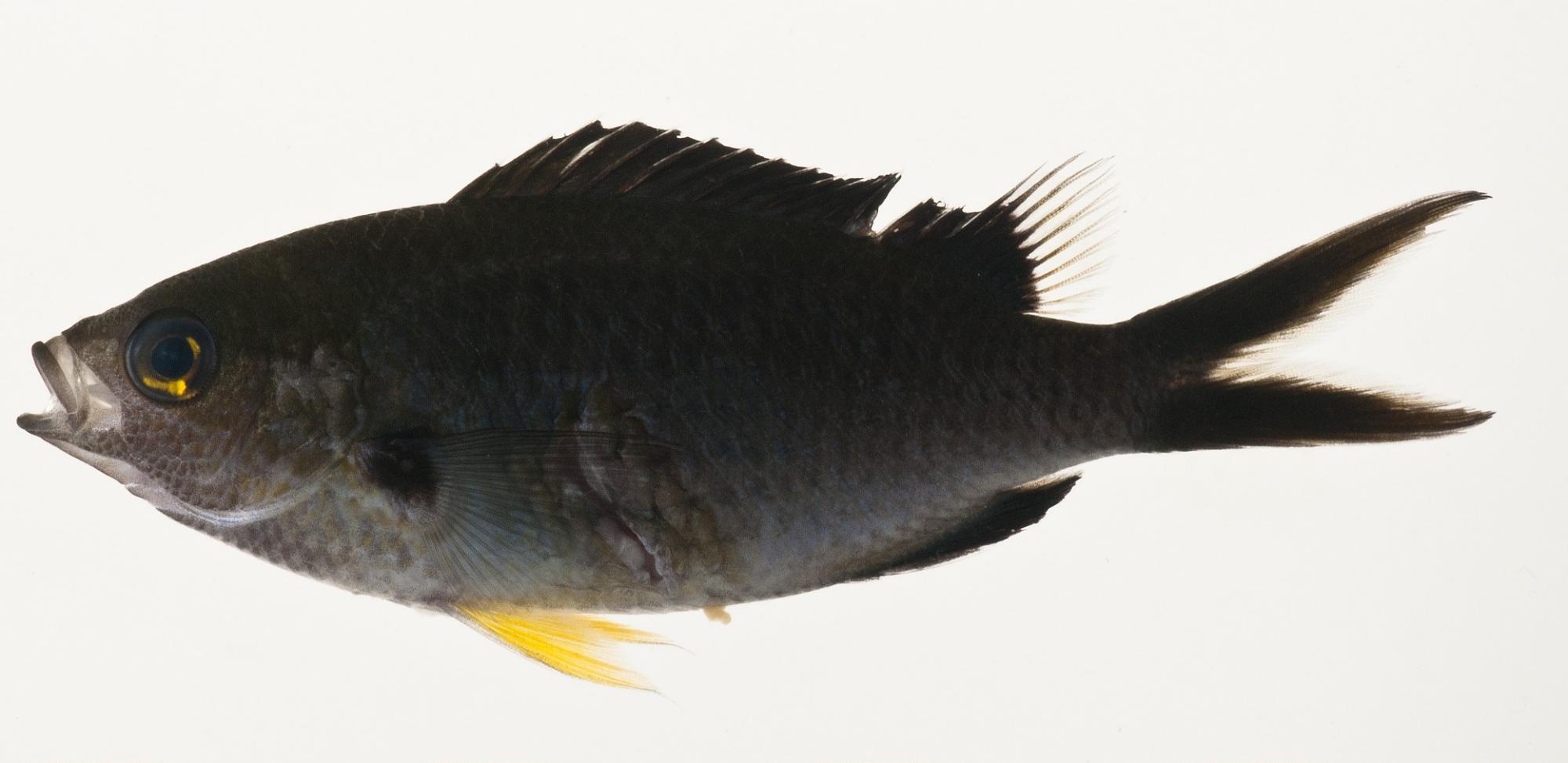 ภาพ ปลาสลิดหินเขียว pamae (Chromis pamae)