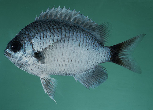 ภาพ ปลาสลิดหินเขียวคล้ำ (Chromis pelloura)