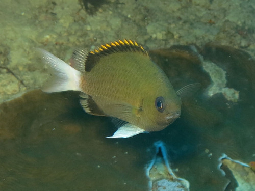 ภาพ ปลาสลิดหินเขียว pembae (Chromis pembae)