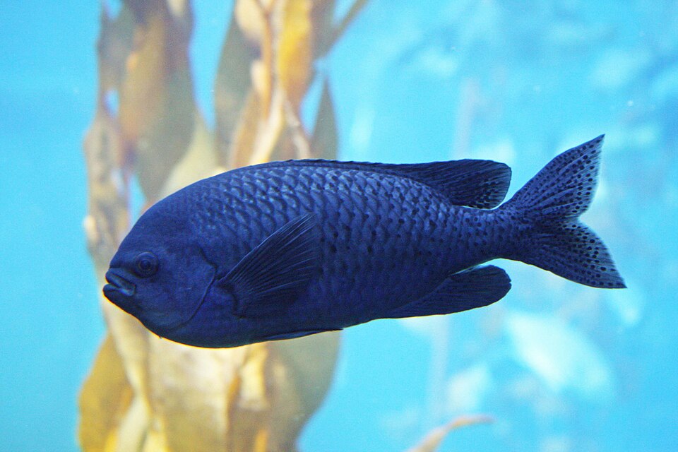 ภาพ ปลาสลิดหินเขียว punctipinnis (Chromis punctipinnis)