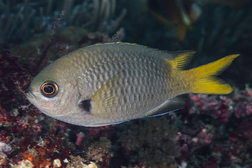 ภาพ ปลาสลิดหินเขียว pura (Chromis pura)