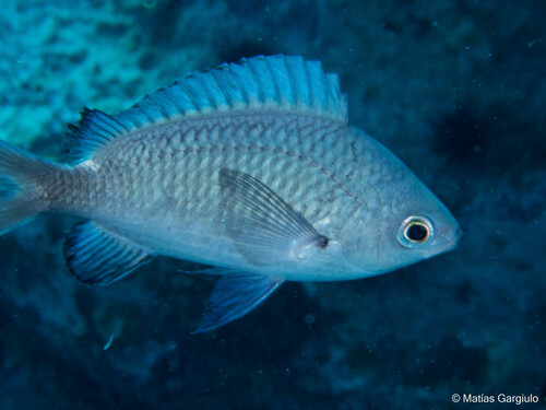 ภาพ ปลาสลิดหินเขียว randalli (Chromis randalli)