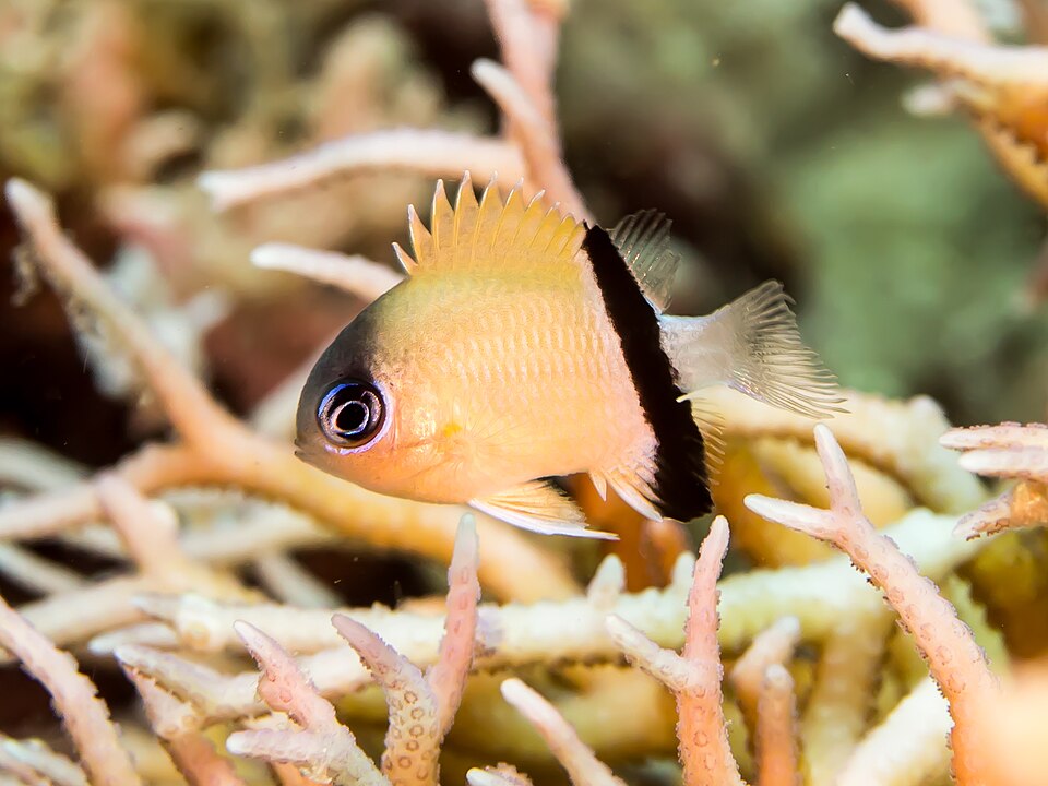 ภาพ ปลาสลิดหินเขียว retrofasciata (Chromis retrofasciata)