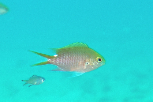 ภาพ ปลาสลิดหินเขียว sahulensis (Chromis sahulensis)