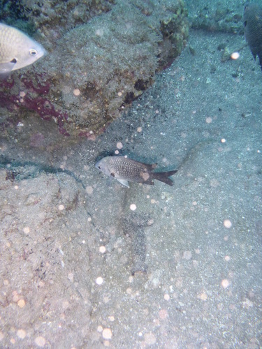 ภาพ ปลาสลิดหินเขียว sanctaehelenae (Chromis sanctaehelenae)