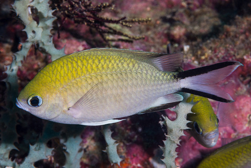 ภาพ ปลาสลิดหินเขียว scotochiloptera (Chromis scotochiloptera)