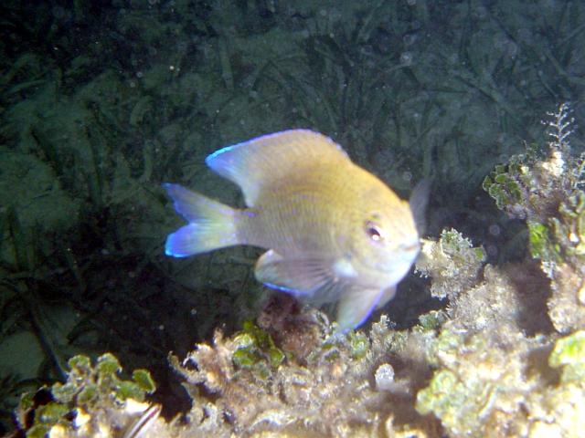 ภาพ ปลาสลิดหินเขียวม่วง (Chromis scotti)