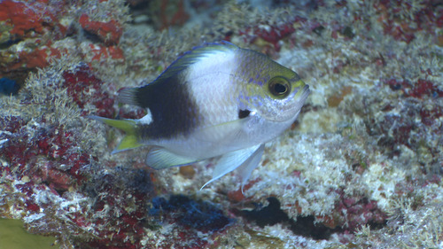 ภาพ ปลาสลิดหินเขียว struhsakeri (Chromis struhsakeri)
