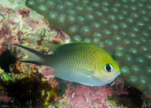 ภาพ ปลาสลิดหินเขียวน้ำเงิน (Chromis ternatensis)