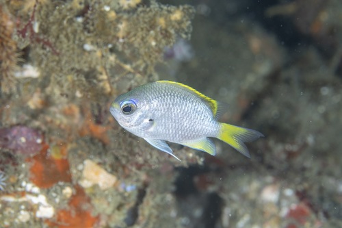 ภาพ ปลาสลิดหินเขียว tingting (Chromis tingting)