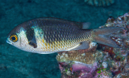 ภาพ ปลาสลิดหินเขียว torquata (Chromis torquata)